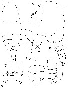 Species Omorius curvispinus - Plate 1 of morphological figures