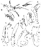 Espce Omorius curvispinus - Planche 2 de figures morphologiques