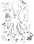 Espce Pseudochirella vulgaris - Planche 1 de figures morphologiques