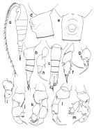 Espce Disseta magna - Planche 1 de figures morphologiques