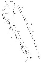 Espce Lamiantennula longifurca - Planche 2 de figures morphologiques