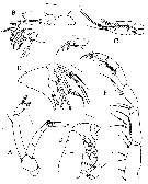 Espce Lamiantennula longifurca - Planche 3 de figures morphologiques