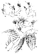 Espce Metridia pseudoasymmetrica - Planche 4 de figures morphologiques