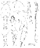 Espce Pseudochirella obtusa - Planche 14 de figures morphologiques