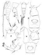 Espce Mesorhabdus angustus - Planche 1 de figures morphologiques