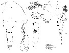 Espce Pseudochirella tanakai - Planche 3 de figures morphologiques