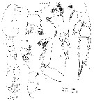 Espce Pseudochirella obtusa - Planche 15 de figures morphologiques