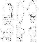 Espce Euchirella maxima - Planche 18 de figures morphologiques