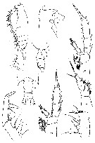 Espce Gaetanus paracurvicornis - Planche 3 de figures morphologiques