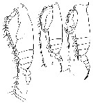 Espce Gaetanus paracurvicornis - Planche 4 de figures morphologiques