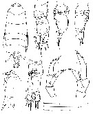 Espce Pontella cristata - Planche 1 de figures morphologiques