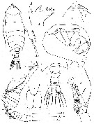 Espce Pontella cristata - Planche 2 de figures morphologiques
