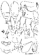 Espce Chiridiella abyssalis - Planche 6 de figures morphologiques