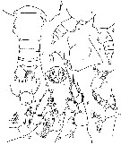 Espce Batheuchaeta tuberculata - Planche 2 de figures morphologiques