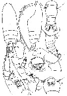 Espce Batheuchaeta pubescens - Planche 2 de figures morphologiques