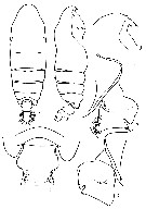 Espce Pseudochirella bowmani - Planche 2 de figures morphologiques