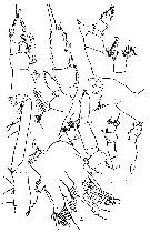 Espce Pseudochirella bowmani - Planche 3 de figures morphologiques
