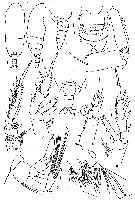 Espce Jaschnovia tolli - Planche 4 de figures morphologiques