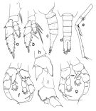Espce Mesorhabdus angustus - Planche 3 de figures morphologiques
