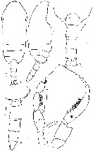 Espce Jaschnovia tolli - Planche 5 de figures morphologiques