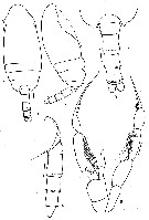 Species Jaschnovia brevis - Plate 5 of morphological figures