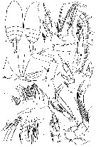 Espce Jaschnovia tolli - Planche 6 de figures morphologiques