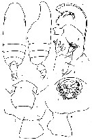 Espce Batheuchaeta heptneri - Planche 2 de figures morphologiques