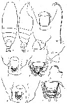 Espce Batheuchaeta lamellata - Planche 8 de figures morphologiques