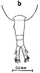 Espce Augaptilus longicaudatus - Planche 8 de figures morphologiques