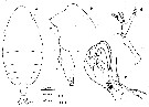 Espce Centraugaptilus cucullatus - Planche 3 de figures morphologiques