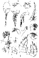 Species Benthomisophria palliata - Plate 13 of morphological figures
