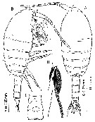 Species Bunderia misophaga - Plate 1 of morphological figures