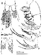 Espce Bunderia misophaga - Planche 2 de figures morphologiques