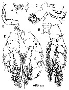 Espce Bunderia misophaga - Planche 6 de figures morphologiques