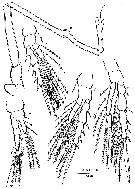 Espce Mesaiokeras hurei - Planche 6 de figures morphologiques