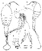Espce Speleophria gymnesica - Planche 1 de figures morphologiques