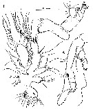 Espce Speleophria gymnesica - Planche 2 de figures morphologiques