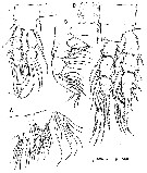 Espce Speleophria gymnesica - Planche 3 de figures morphologiques