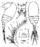 Espce Stygocyclopia balearica - Planche 2 de figures morphologiques