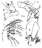 Espce Stygocyclopia balearica - Planche 3 de figures morphologiques
