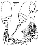 Espce Stygocyclopia balearica - Planche 6 de figures morphologiques