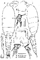 Espce Huysia bahamensis - Planche 1 de figures morphologiques