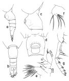 Espce Mesorhabdus gracilis - Planche 1 de figures morphologiques