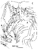 Espce Huysia bahamensis - Planche 3 de figures morphologiques