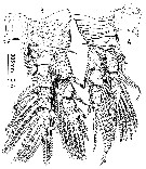 Espce Protospeleophria lucayae - Planche 4 de figures morphologiques