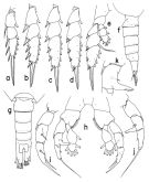 Espce Mesorhabdus gracilis - Planche 2 de figures morphologiques