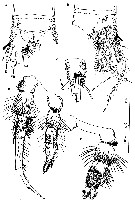 Espce Stygocyclopia australis - Planche 2 de figures morphologiques