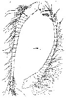Espce Stygocyclopia australis - Planche 3 de figures morphologiques