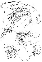 Espce Stygocyclopia australis - Planche 5 de figures morphologiques