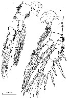 Espce Stygocyclopia australis - Planche 6 de figures morphologiques